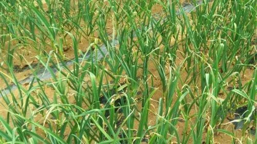 마늘-생장모습-마늘밭-물주기