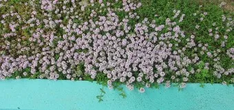 백리향 키우는 법 집에서 재배법 꿀팁_2