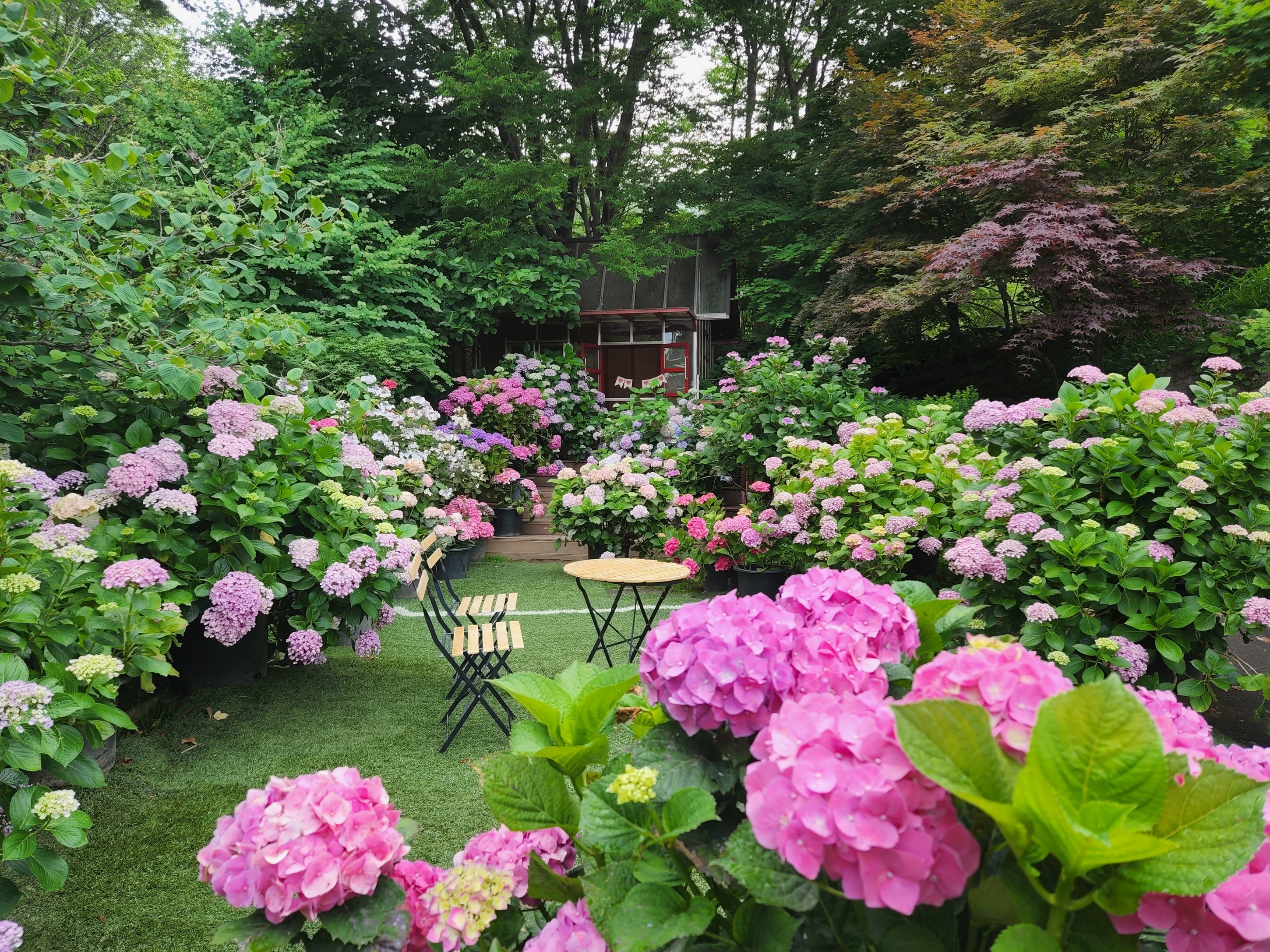 광주 율봄식물원은 약 2만 평 규모로 조성된 식물원으로, SNS에서 핫한 수국 명소