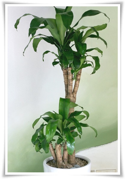 "행운목" 행운을 불러오며 실내 정원을 아름답게 가꾸는 초록의 친구!