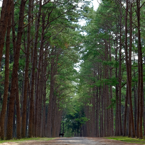 제주도-가볼만한곳-10곳-사려니숲길1