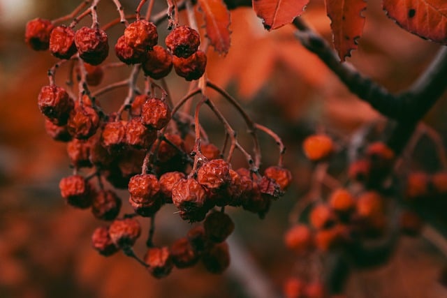 마가목의 부작용