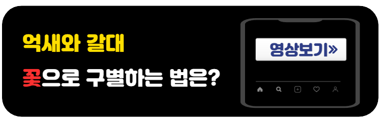 억새꽃과갈대꽃