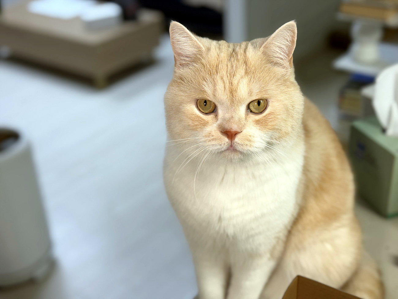 울란지 VL49 카메라 조명