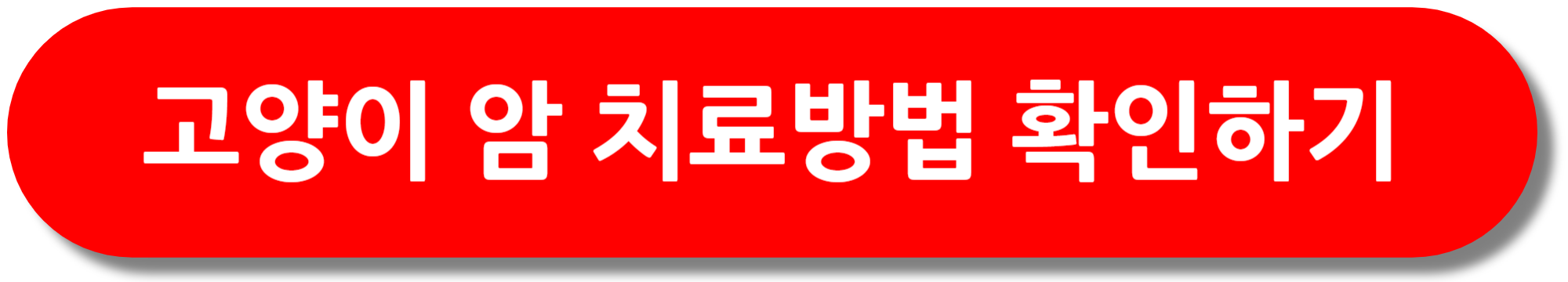 고양이-암-치료방법