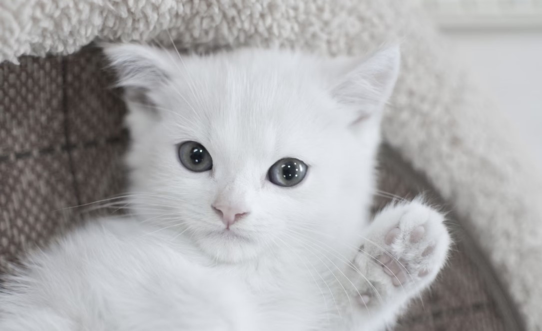고양이 화장실 위생 유지 방법 관련 사진