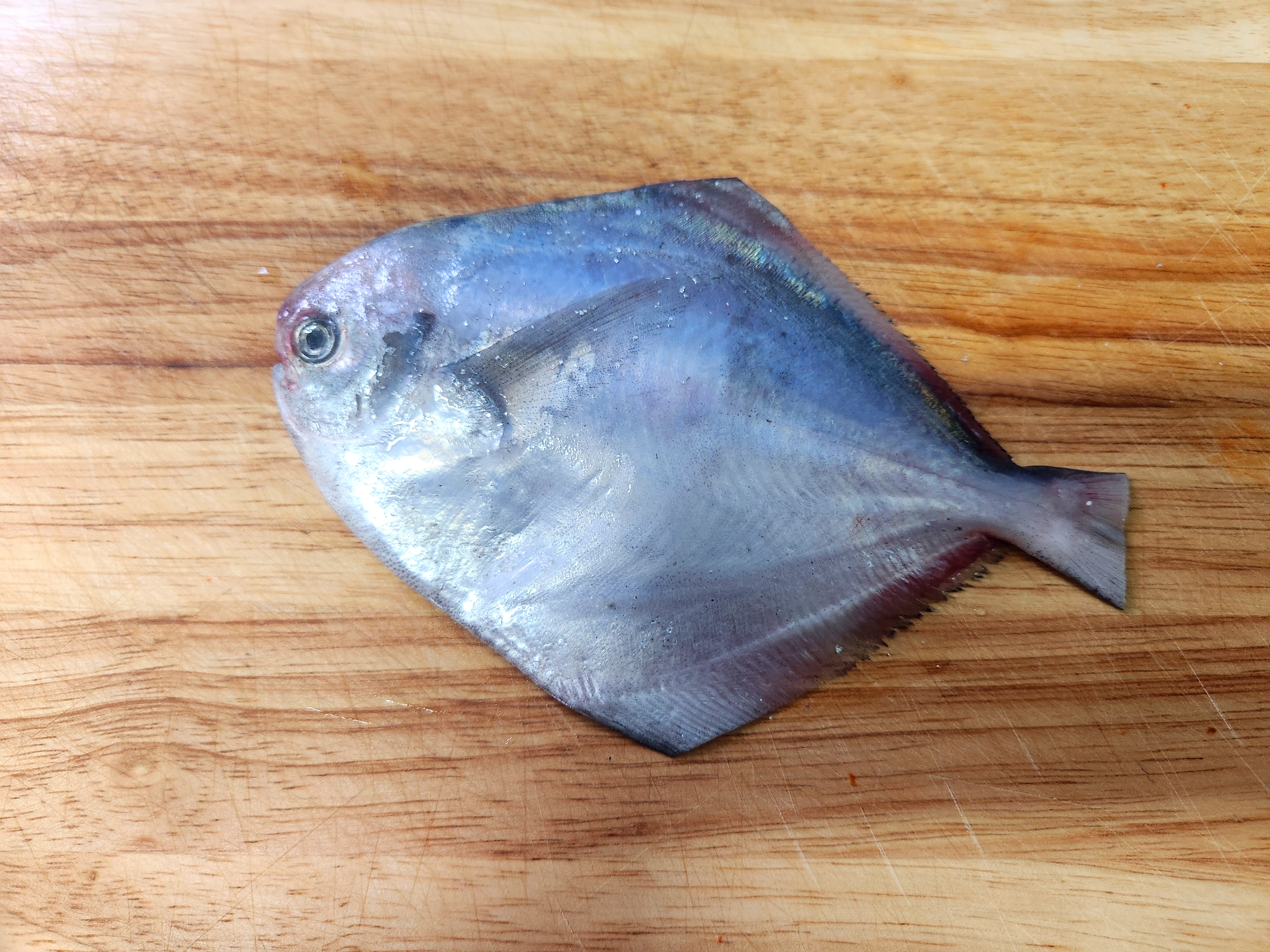 꼬리와 양옆 지느러미를 잘라준 모습