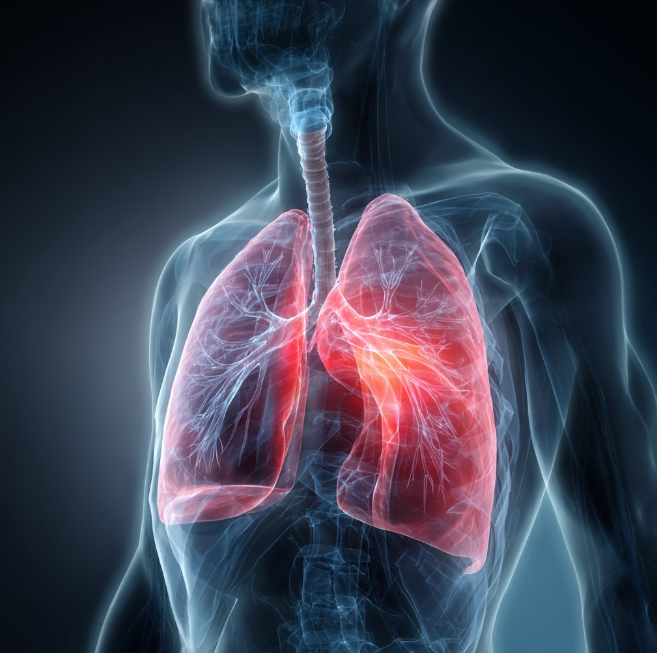 폐 기관지 연결된 해부도