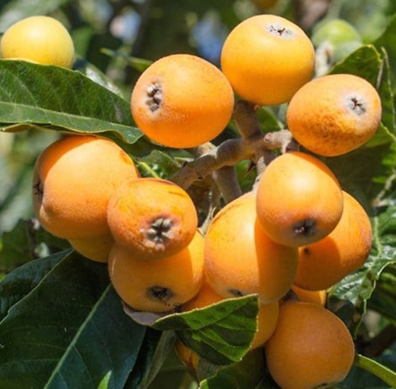 비파열매 맛 효능 부작용 씨앗 수확 시기 담금주 먹는법 보관 방법 총정리4