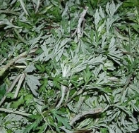 쑥 효능 부작용 칼로리 요리