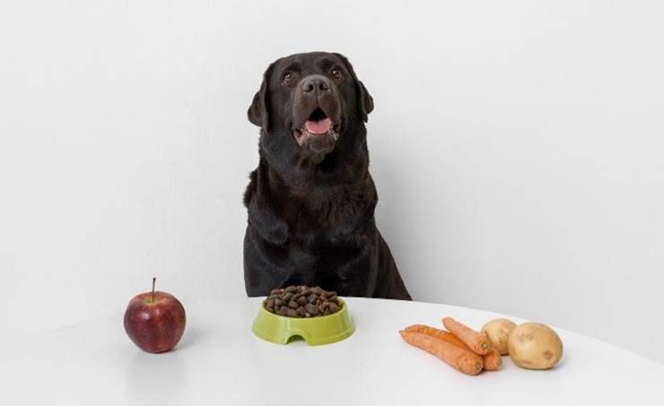 검적색 개 밥먹는중