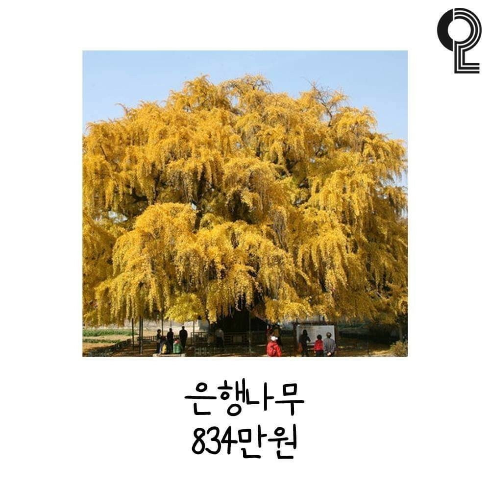 교통 사고시 절대 박으면 안되는 것들 은행나무