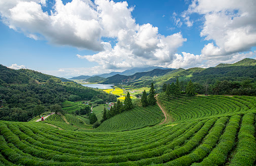 보성녹차밭