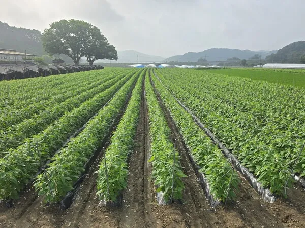 참깨 재배 돌려짓기 도복 방지 탈립 주의_8