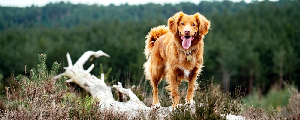 강아지 목줄 훈련 3