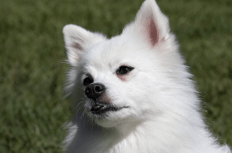 반려동물행동지도사