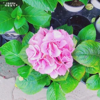 수국 키우는법 개화시기 삽목시기 가지치기 화분 물주기_18