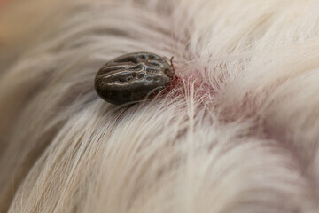 살인진드기 SFTS 증상 합병증 예방 치료