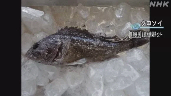 일 교도통신 보도...기준치 180배
