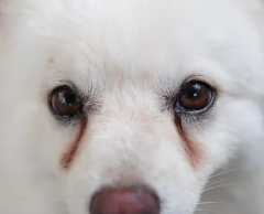 우리 강아지 눈곱&amp;#44; 괜찮은 걸까? 색깔로 알아보는 건강 적신호!