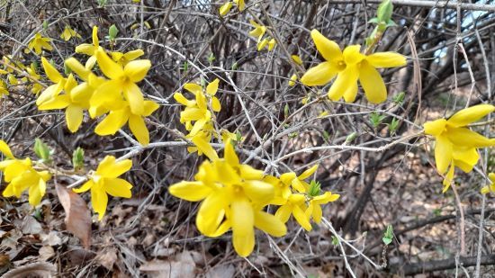 개나리꽃-개화시기-꽃말-개화특성-개나리-품종-종류