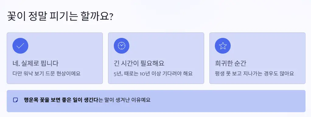 행운목 꽃 의미