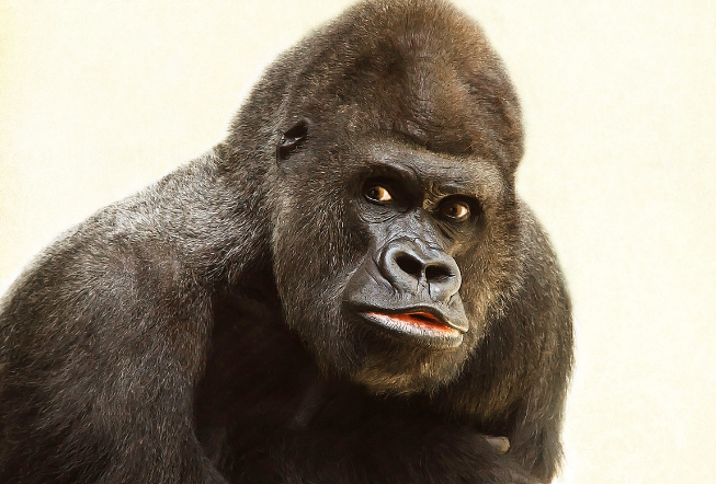 23년 원숭이띠 운세