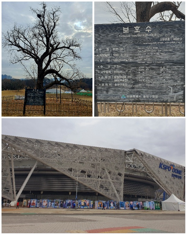 500년-넘은-은행나무