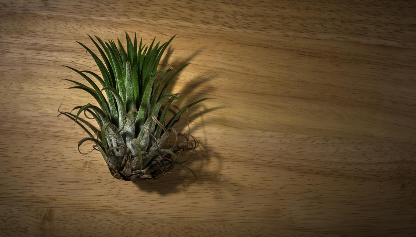 다육식물 관리법