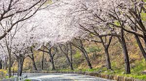 벚꽃 관련 사진