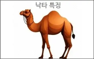 낙타 특징