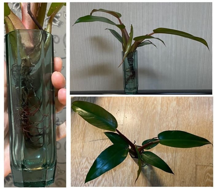 다이소-화병에담은-선레드,