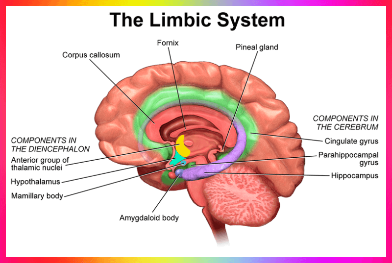 대뇌 변연계 사진 모습