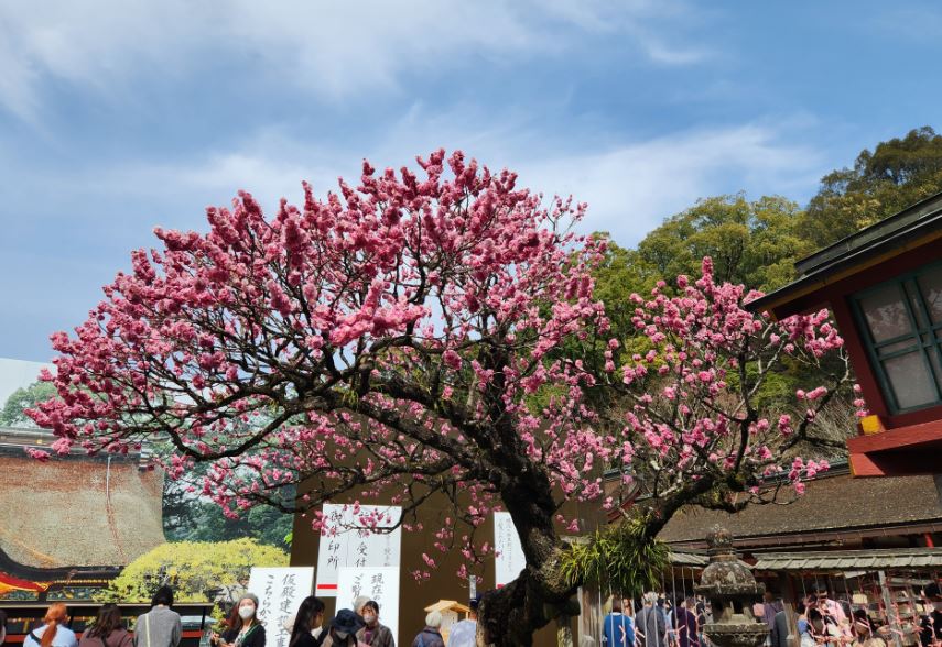 후쿠오카-여행-다자이후-텐만구-매화나무-만개