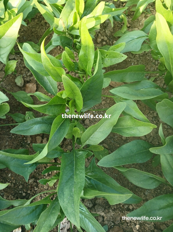 밭에서 자라고 있는 시금치 잎과 시금치 효능의 원천이 되는 신선한 재배 모습