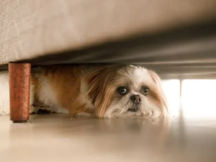 강아지 건강을 위한 매일 10분 생활 습관