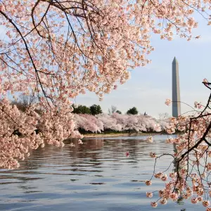 벚꽃 개화 시기