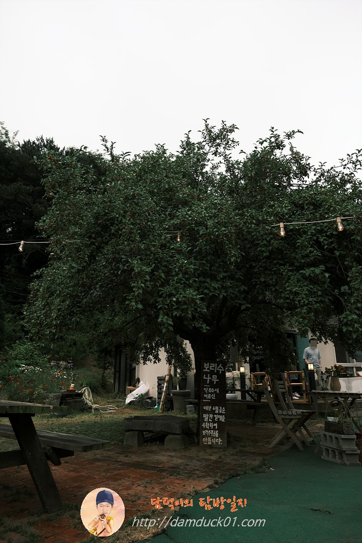 약 80세 보리수 나무 어르신