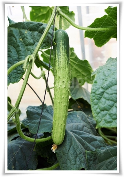 텃밭 "6월에 심기 좋은 작물" 지금 심으면 쑥쑥 자라는 여름 작물 추천!