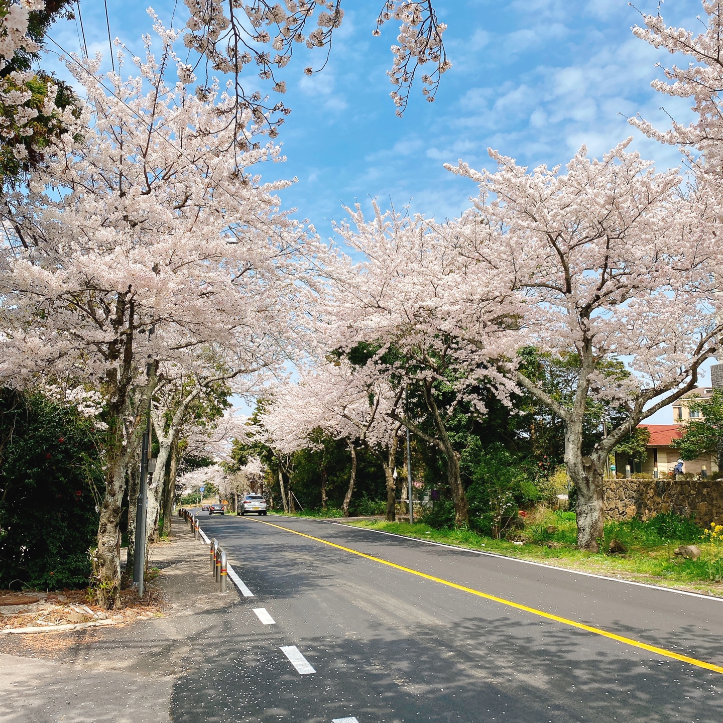 제주 정실마을 월정사 브런치 맛집 블리스찬 카페