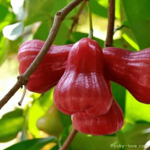 로즈애플(rose apple)