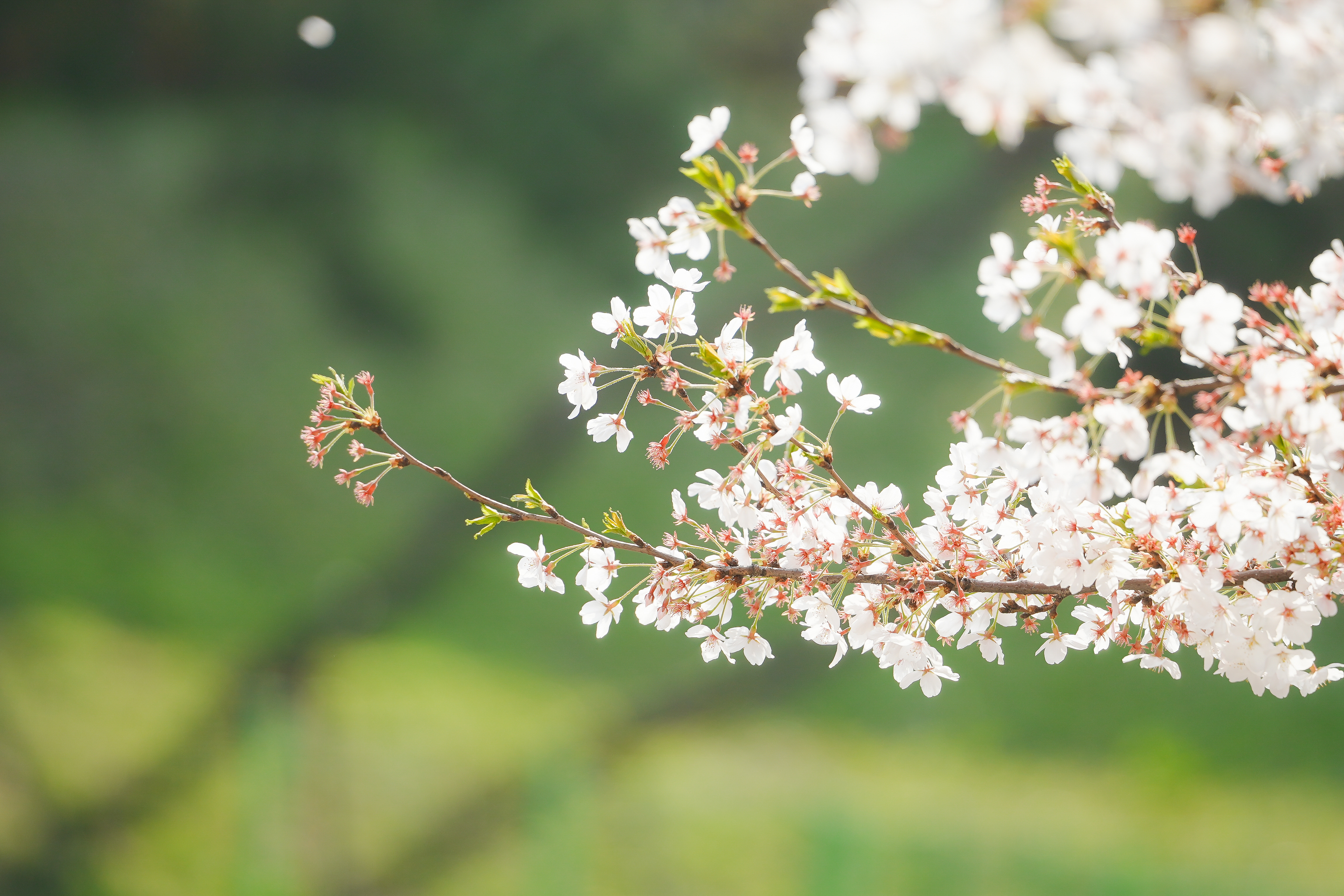 서울 벚꽃 숨은 명소