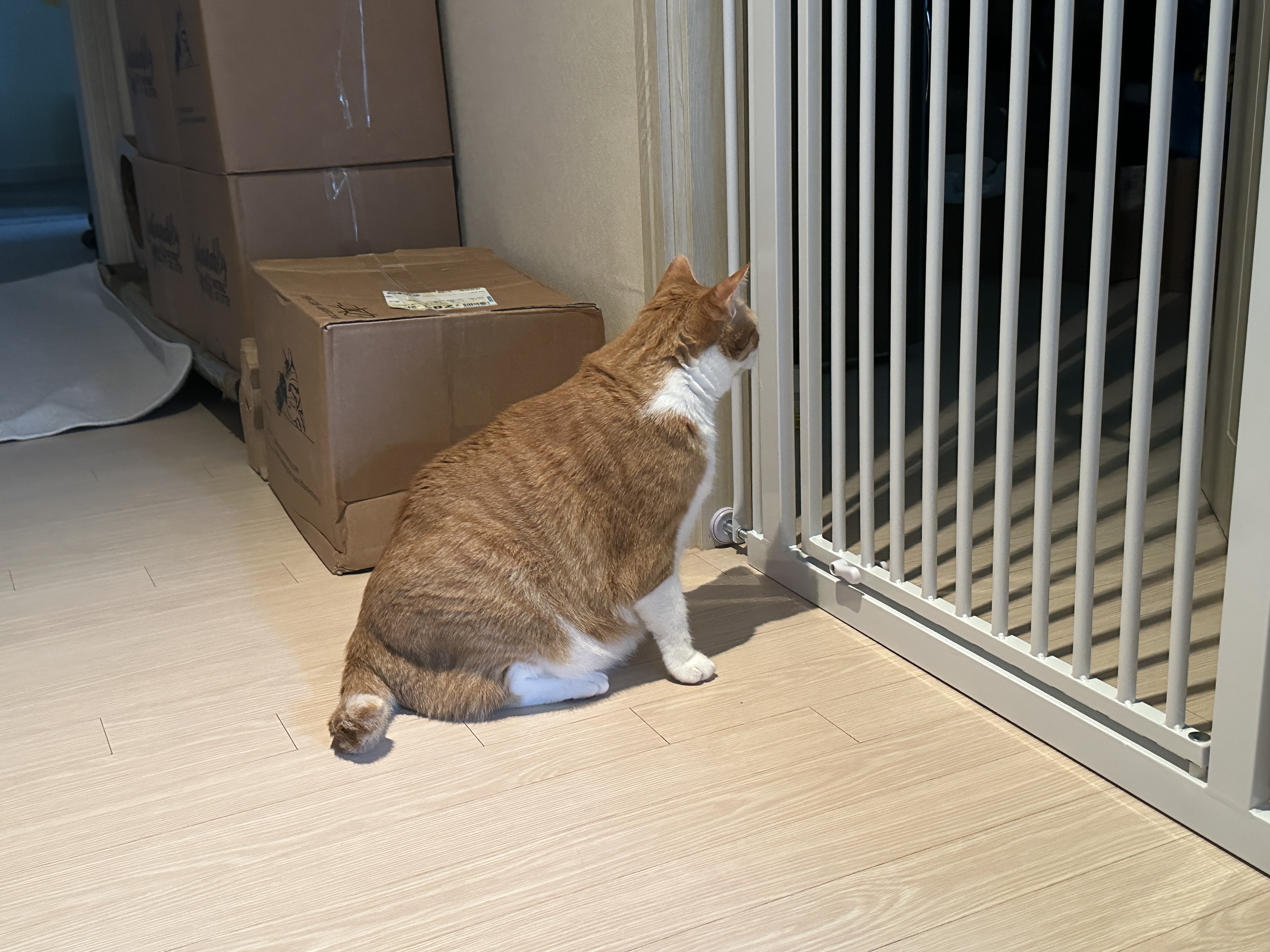 세이펫_안전문_방안_쳐다보는_호야