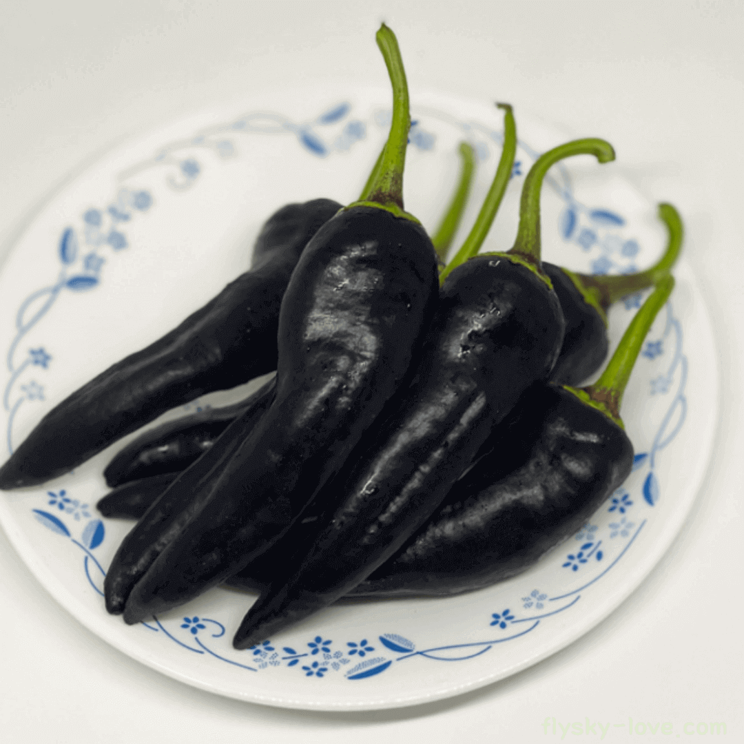 가지고추 고르는 법