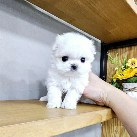 강아지가 예민해지는..