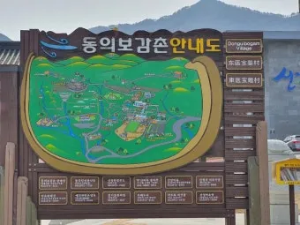 동의보감촌 꽃양귀비 축제 개화 시기와 볼거리_18