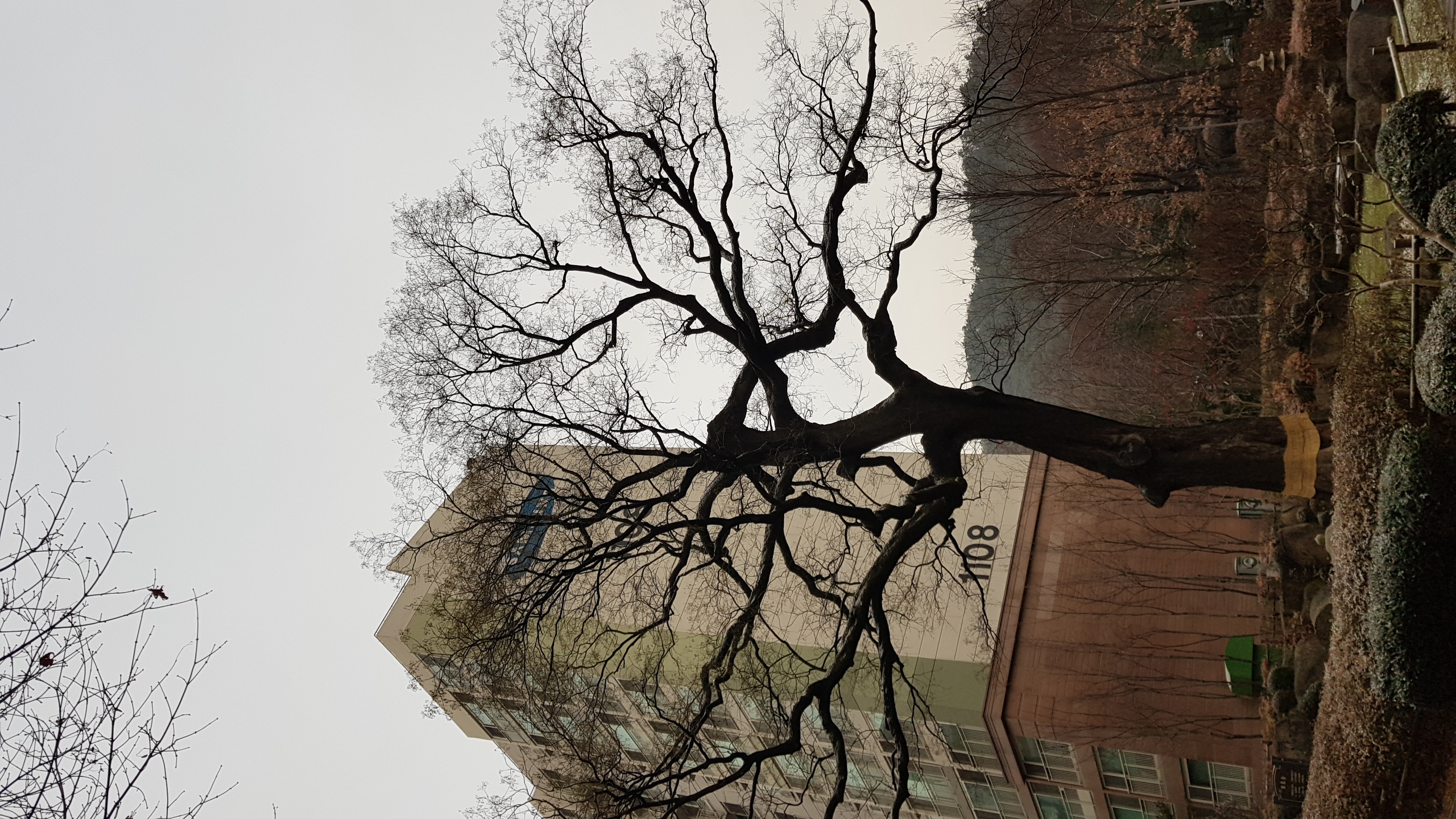 과천 보호수, 회화나무 탐방, 과천 중앙동, 560년 회화나무, 경기 과천 여행