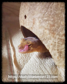 레오파드게코가 눈을 자꾸 핥아요 눈두덩이 꿀렁임의 원인과 대처법