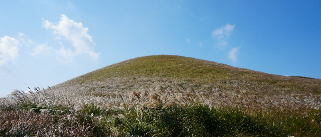 2024-핑크뮬리-축제와-개화시기-명소-추천-Best 10-제주-새별오름