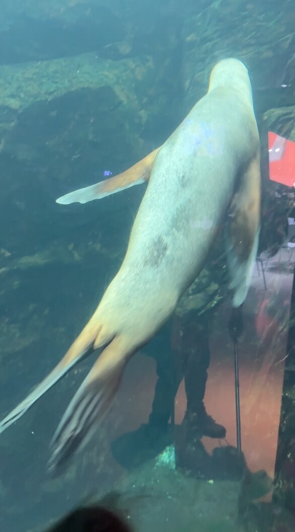 여수아쿠아플라넷-바다사자관찰하기